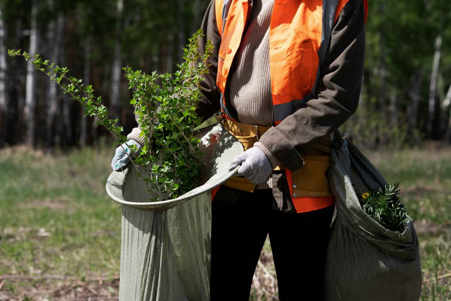 Professional Tree Service in Holden, MO